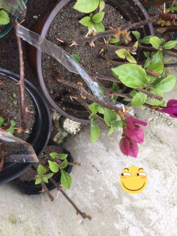 三角梅盆栽用纯河沙扦插 可以吗 图片