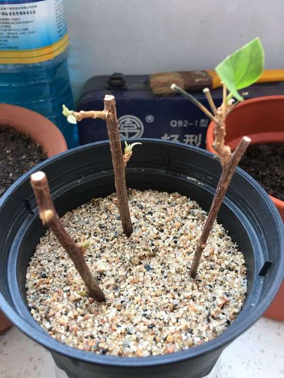 三角梅盆栽用纯河沙扦插 可以吗 图片
