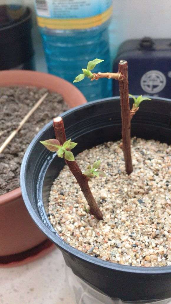 三角梅盆栽扦插用的园土行不行 图片