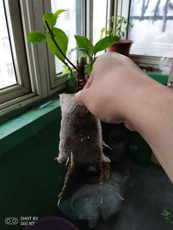 三角梅盆栽扦插用的园土行不行 图片