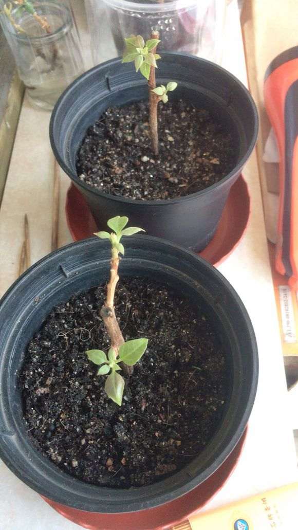 为什么三角梅盆栽真是好养 图片