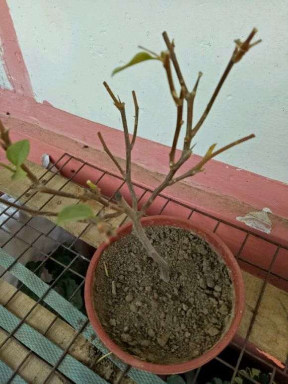 三角梅盆栽叶子掉光了 怎么办 图片