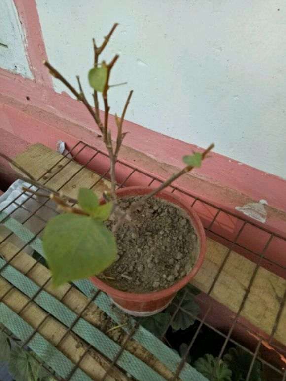 三角梅盆栽叶子掉光了 怎么办 图片