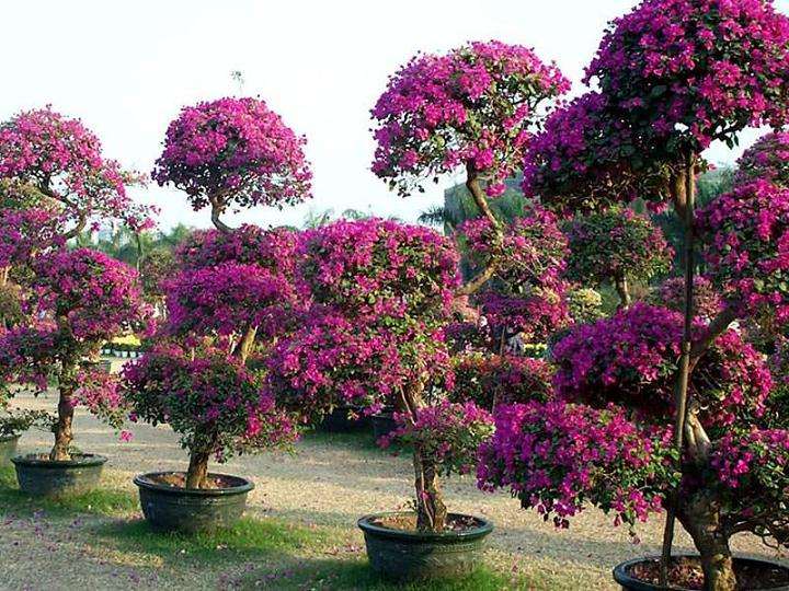 三角梅盆栽有藤本和灌木的区别吗