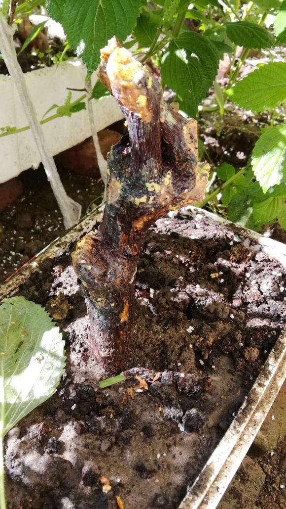 广东三角梅下山桩烂皮了 怎么办 图片