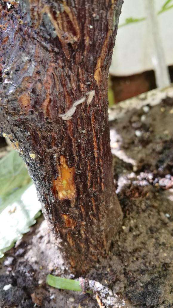 广东三角梅下山桩烂皮了 怎么办 图片