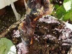 广东三角梅下山桩烂皮了 怎么办 图片