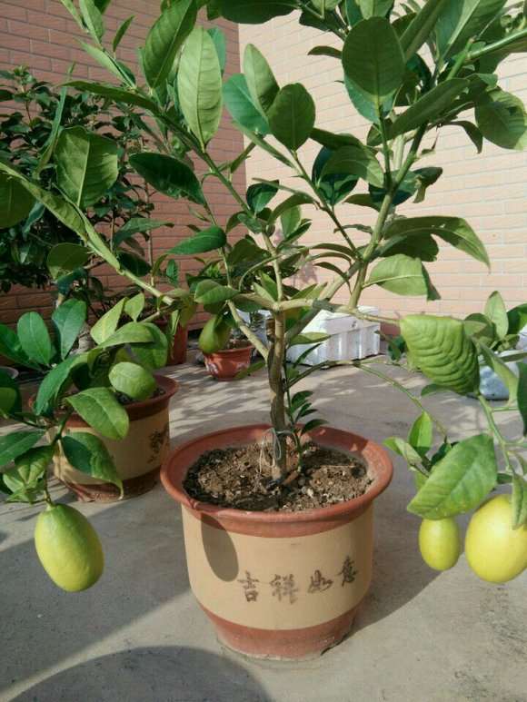 山东三角梅盆栽用什么盆养好呢 图片