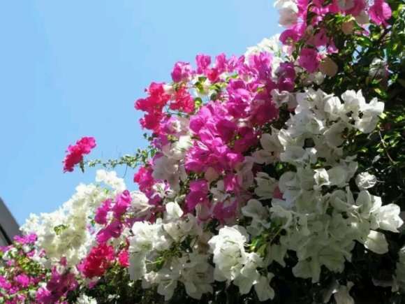 淘宝哪些店铺买三角梅盆栽 靠谱 图片