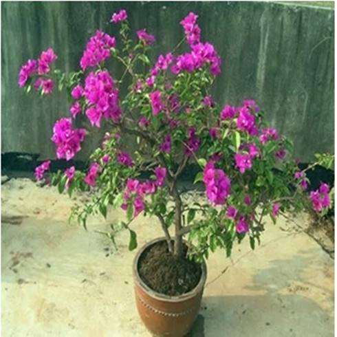 三角梅盆栽 多浇 还是少浇水 最好