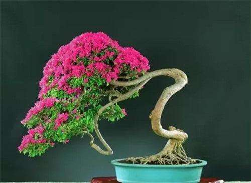 三角梅盆栽 多浇 还是少浇水 最好