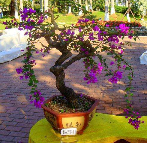 三角梅盆栽 多浇 还是少浇水 最好