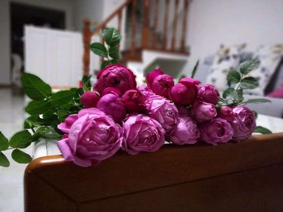 三角梅盆栽室外多少度能平安过冬 图片