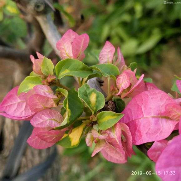 三角梅盆栽一发芽就是花芽 怎么办