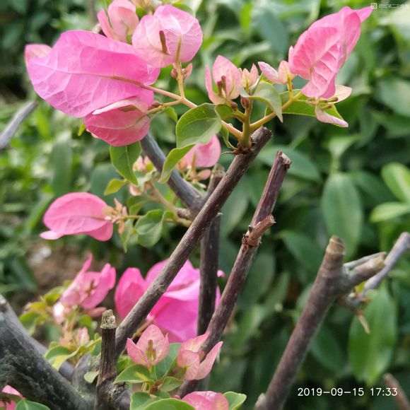 三角梅盆栽一发芽就是花芽 怎么办