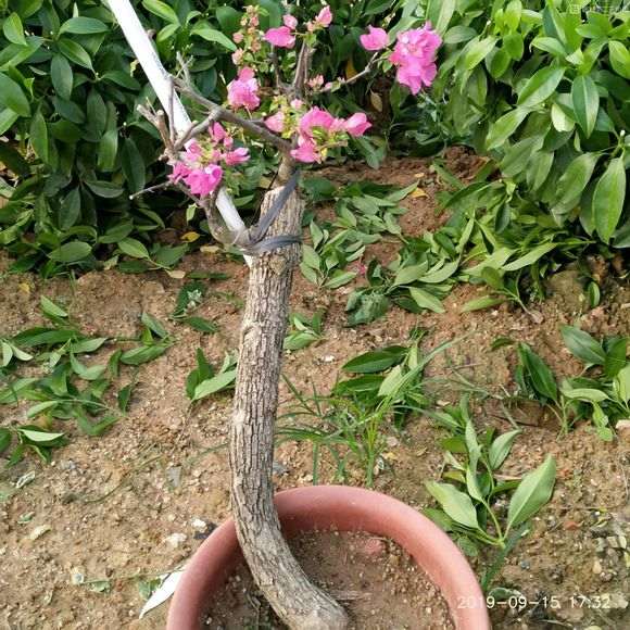 三角梅盆栽一发芽就是花芽 怎么办