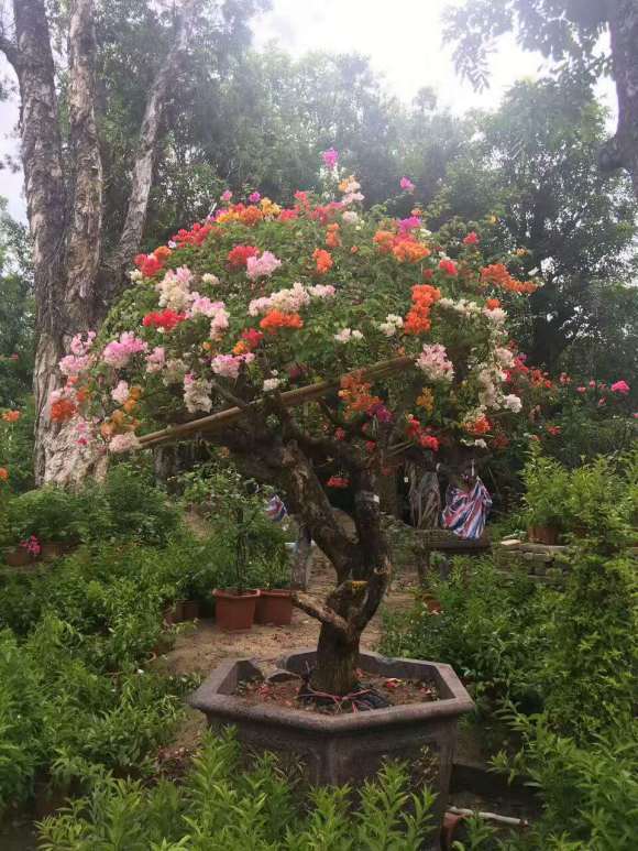 哪位大亨有这七彩三角梅盆栽 图片