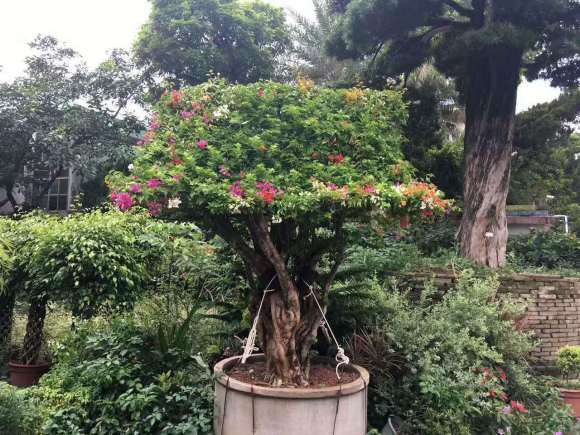 哪位大亨有这七彩三角梅盆栽 图片