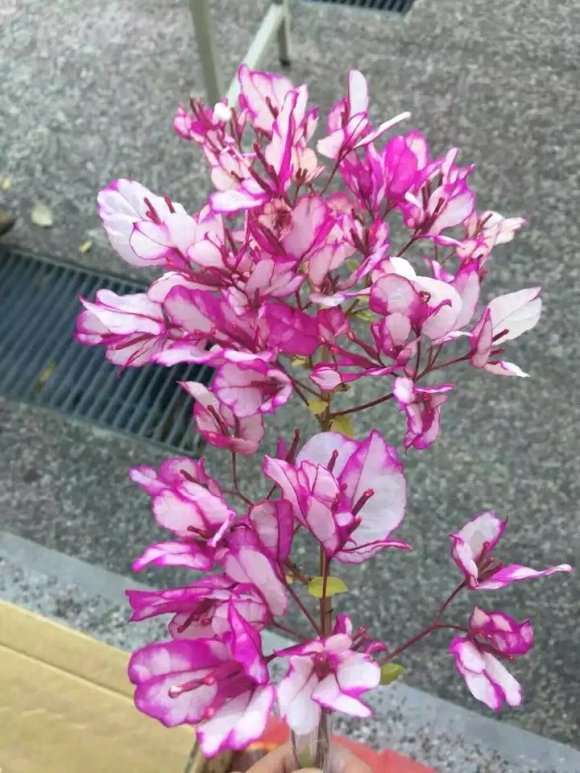三角梅盆栽哪个品种最贵的 图片
