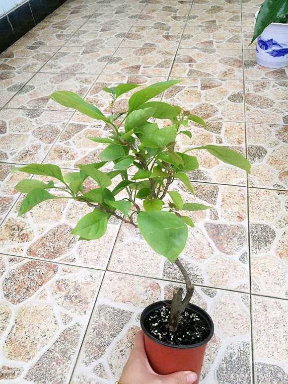 这颗三角梅盆栽株型怎么修剪 图片