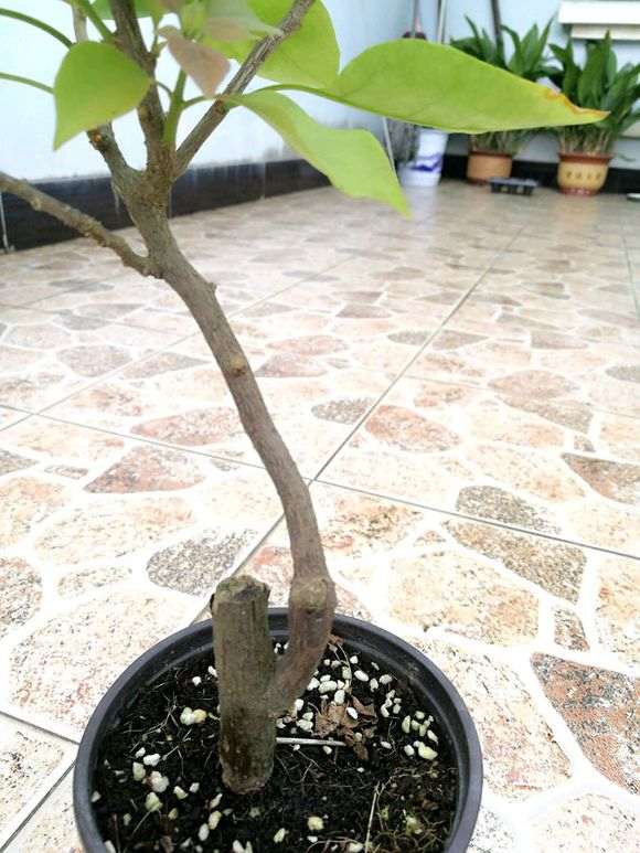 这颗三角梅盆栽株型怎么修剪 图片