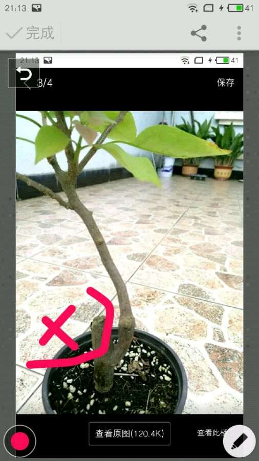 为什么三角梅盆栽用高压是最好的方法