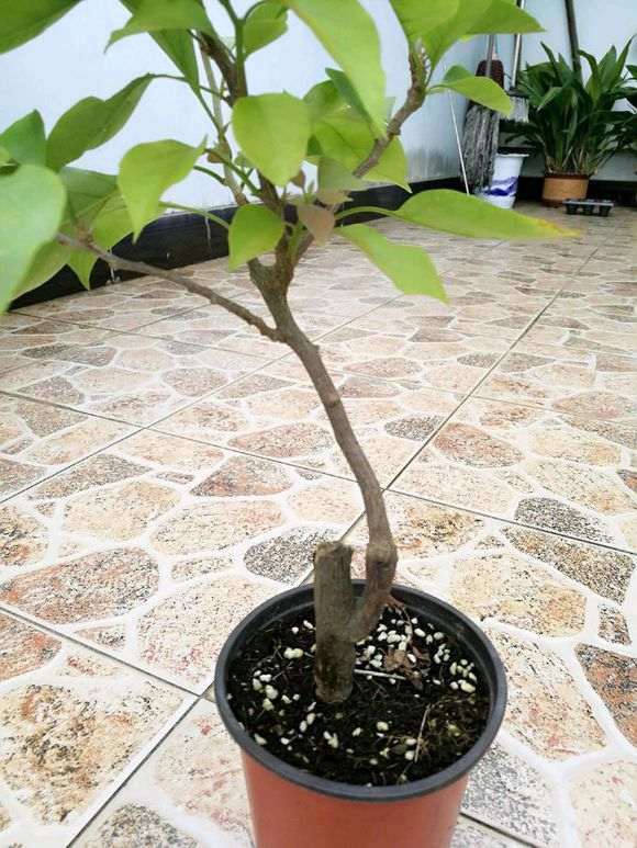 为什么三角梅盆栽用高压是最好的方法