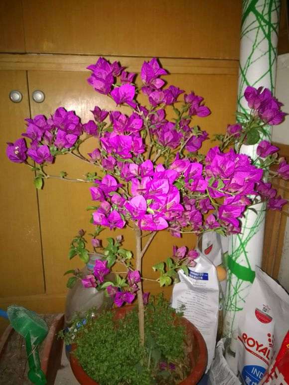 三角梅盆栽开花期间 怎么浇水 图片