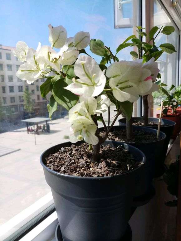 阳台养的三角梅盆栽 隔着玻璃晒 可以吧