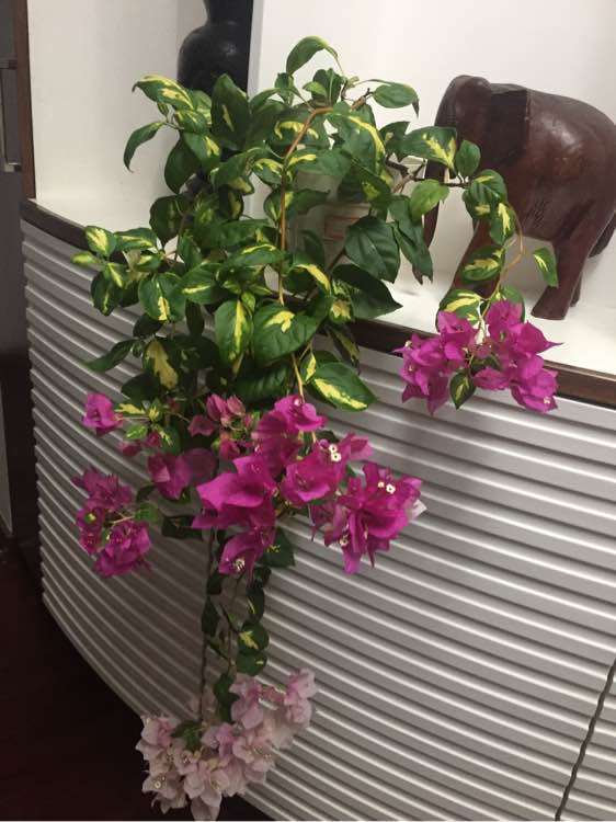 我的垂吊式三角梅盆栽 怎么样 图片