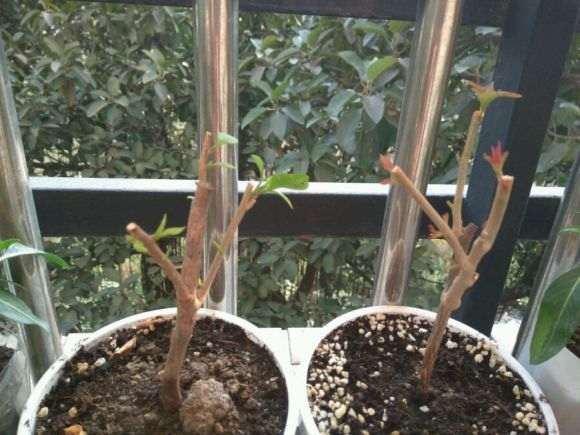 三角梅盆栽叶子掉光了 还能活吗 图片