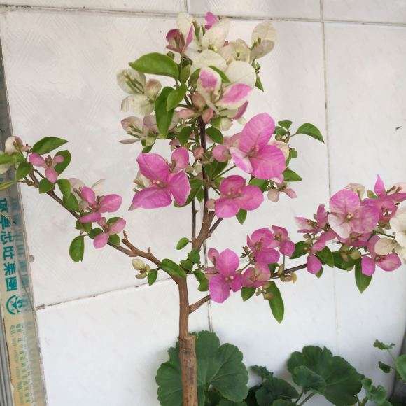 没有叶子的光杆三角梅盆栽 能活吗 图片