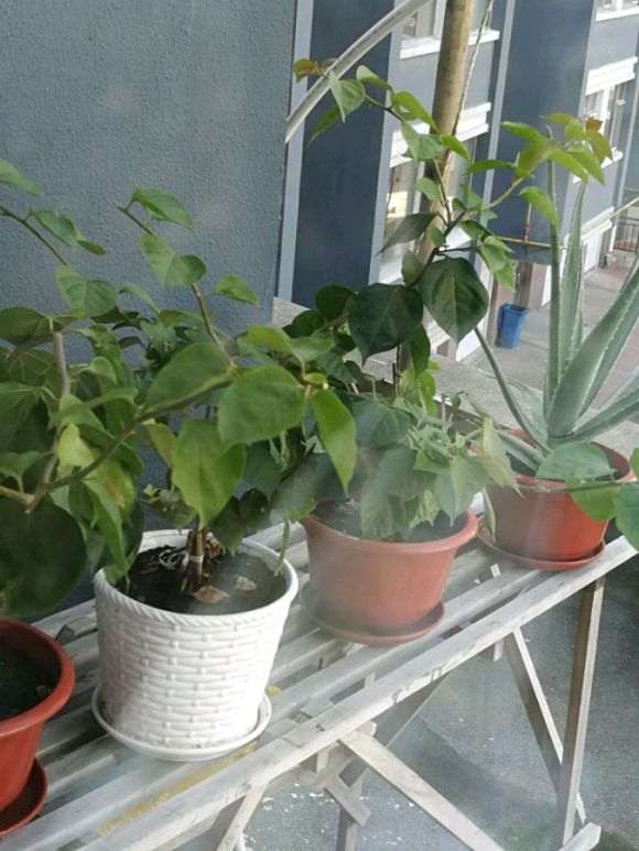 三角梅盆栽是不是假的 没有刺 怎么办