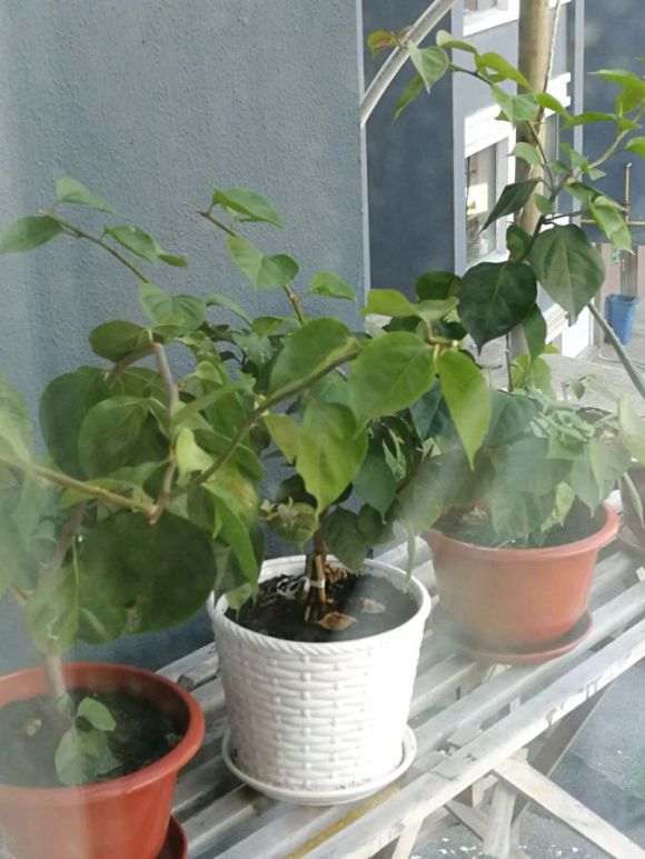 三角梅盆栽是不是假的 没有刺 怎么办