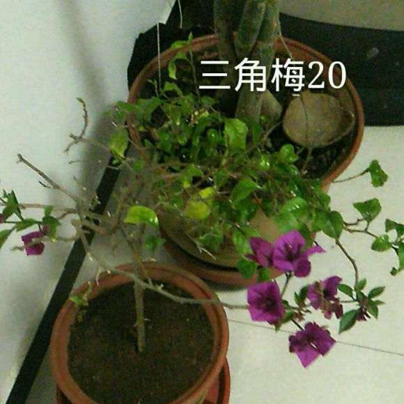 为什么三角梅盆栽开的花是绿色的