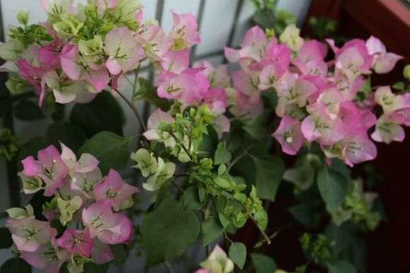 三角梅盆栽多太阳 施磷钾 少浇水