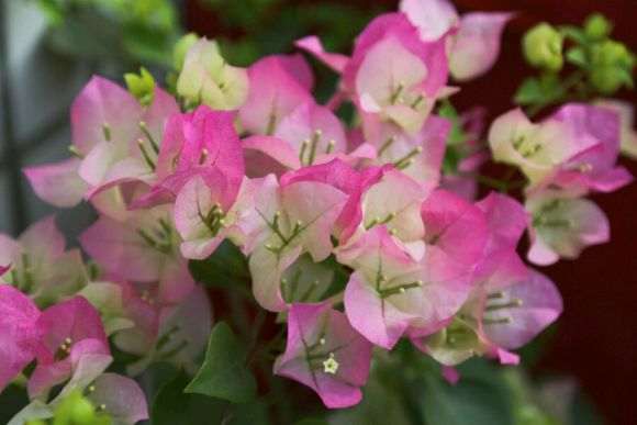 三角梅盆栽多太阳 施磷钾 少浇水