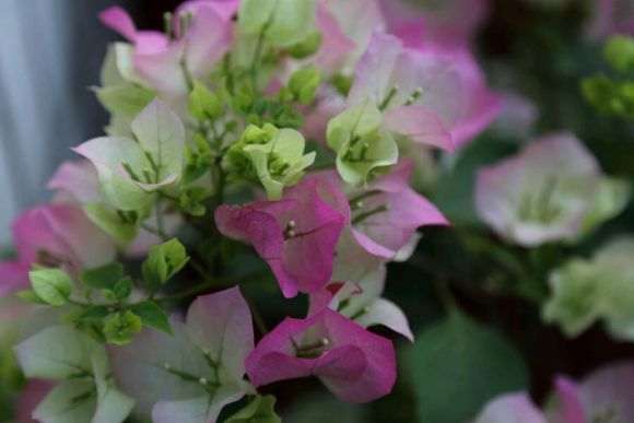 三角梅盆栽多太阳 施磷钾 少浇水