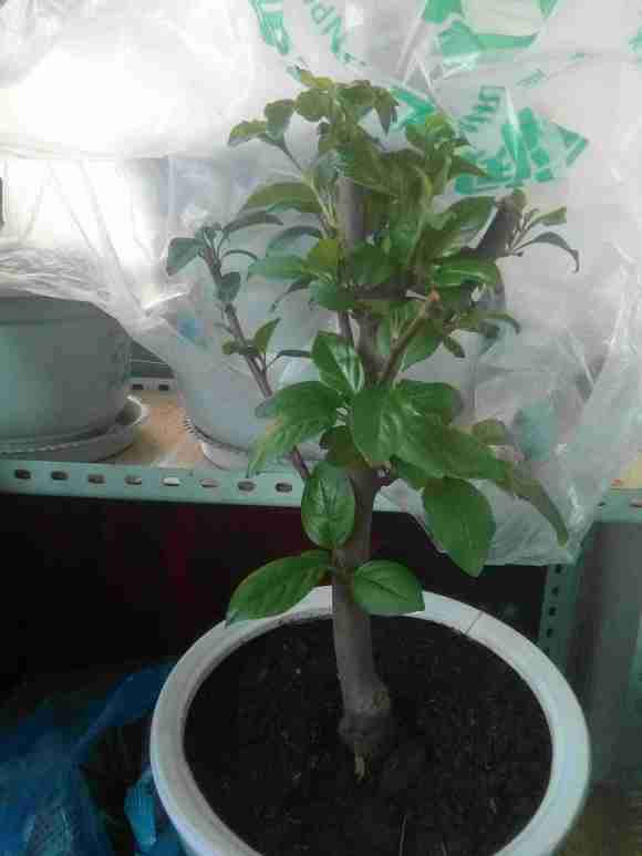 这是三角梅盆栽吗 我被宿迁骗了 图片