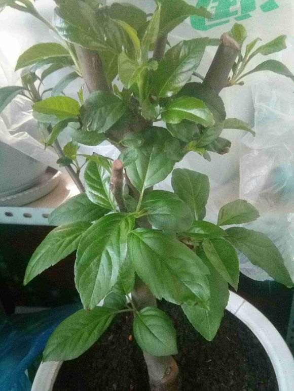 这是三角梅盆栽吗 我被宿迁骗了 图片