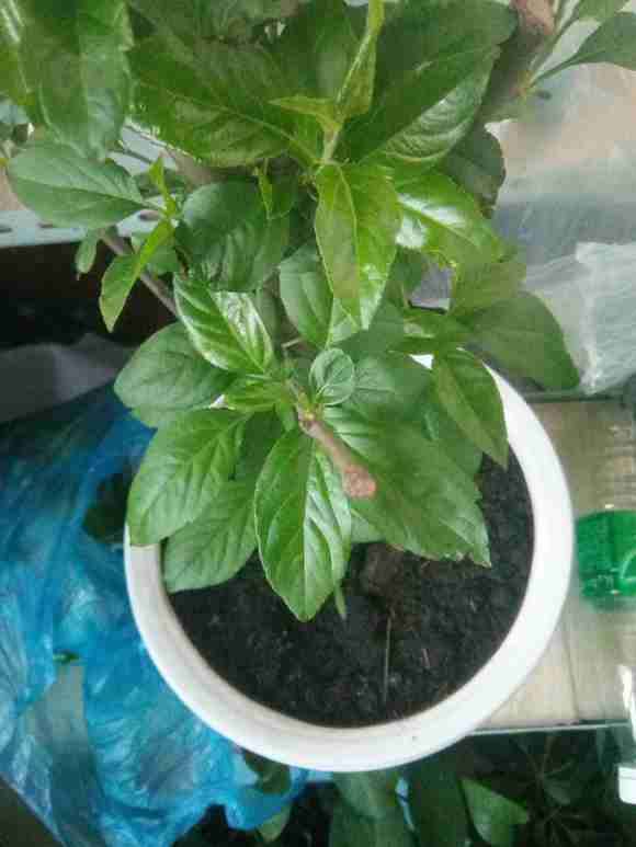 这是三角梅盆栽吗 我被宿迁骗了 图片