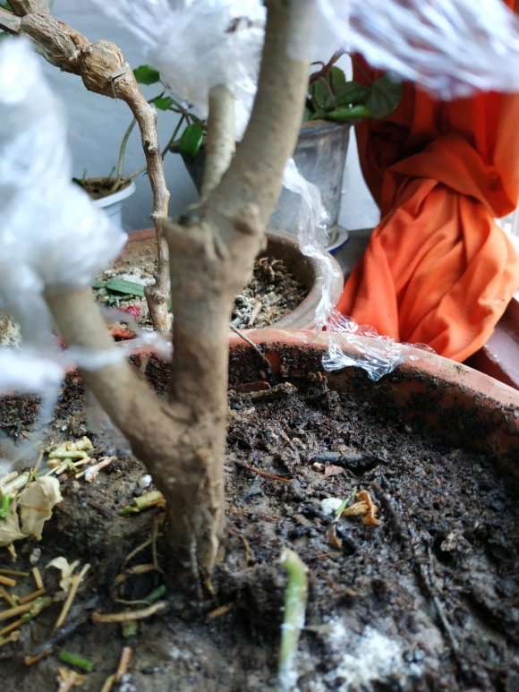 宿迁三角梅盆栽是不是假的 没有刺