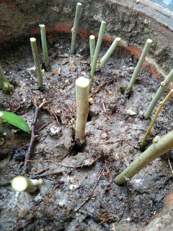 宿迁三角梅盆栽是不是假的 没有刺