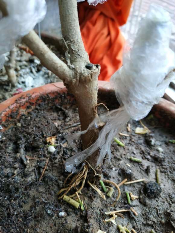 宿迁三角梅盆栽是不是假的 没有刺