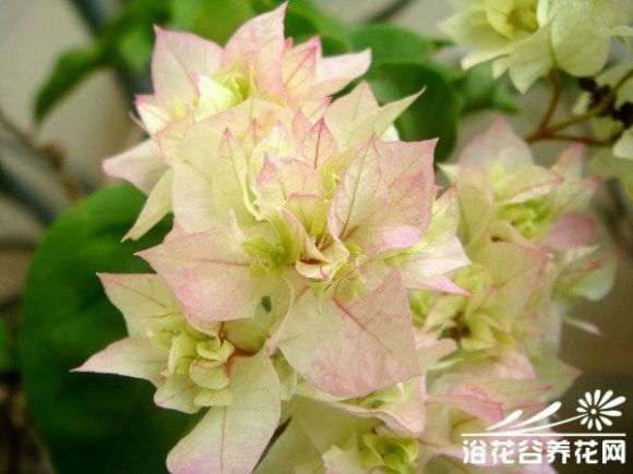 谁有靠谱的三角梅盆栽店铺呢 图片