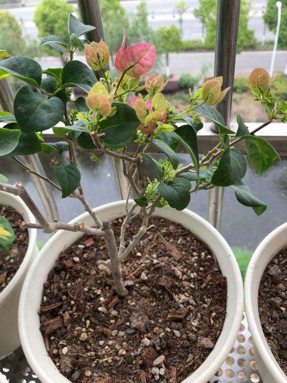 四川适合养哪些品种的三角梅盆栽 图片