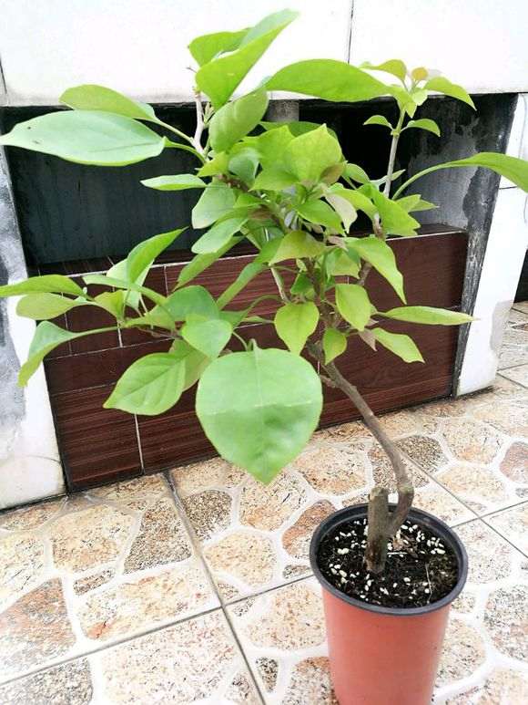 四川适合养哪些品种的三角梅盆栽 图片