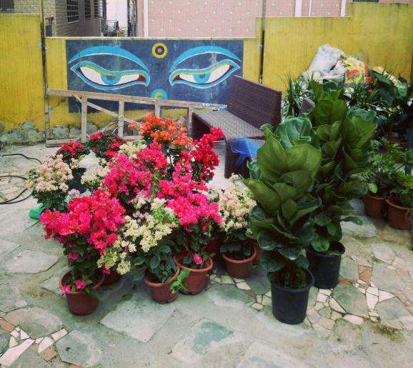 东莞哪里花市卖三角梅盆栽 图片