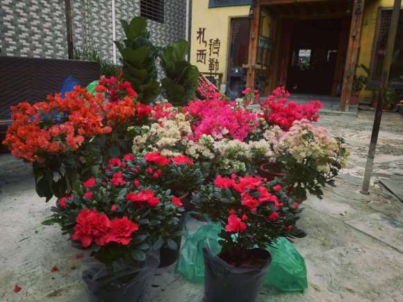 东莞哪里花市卖三角梅盆栽 图片