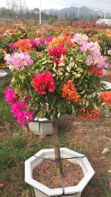 自家的三角梅盆栽批发 250元 图片